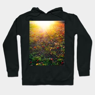 Sun shining down on fallen leaves Hoodie